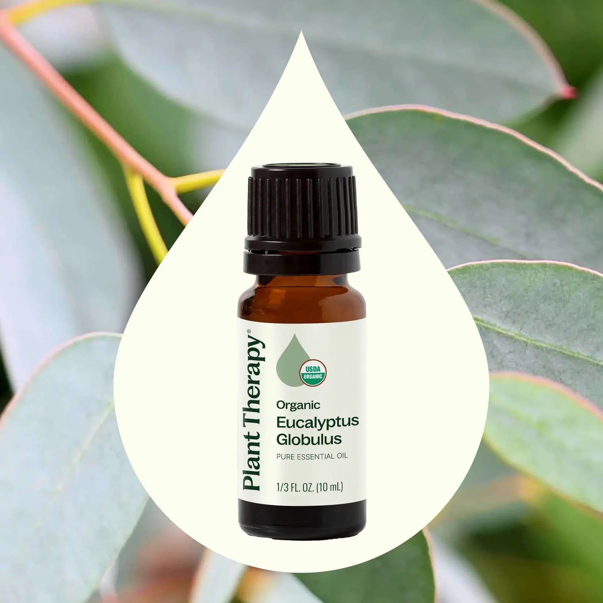 Organic Eucalyptus Globulus Essential Oil 10 mL by Plant Therapy