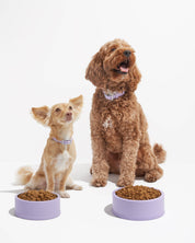 Dog Bowl by Wild One