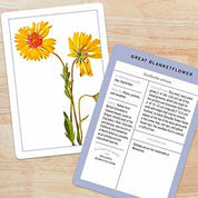 Wildflower ID Flashcards