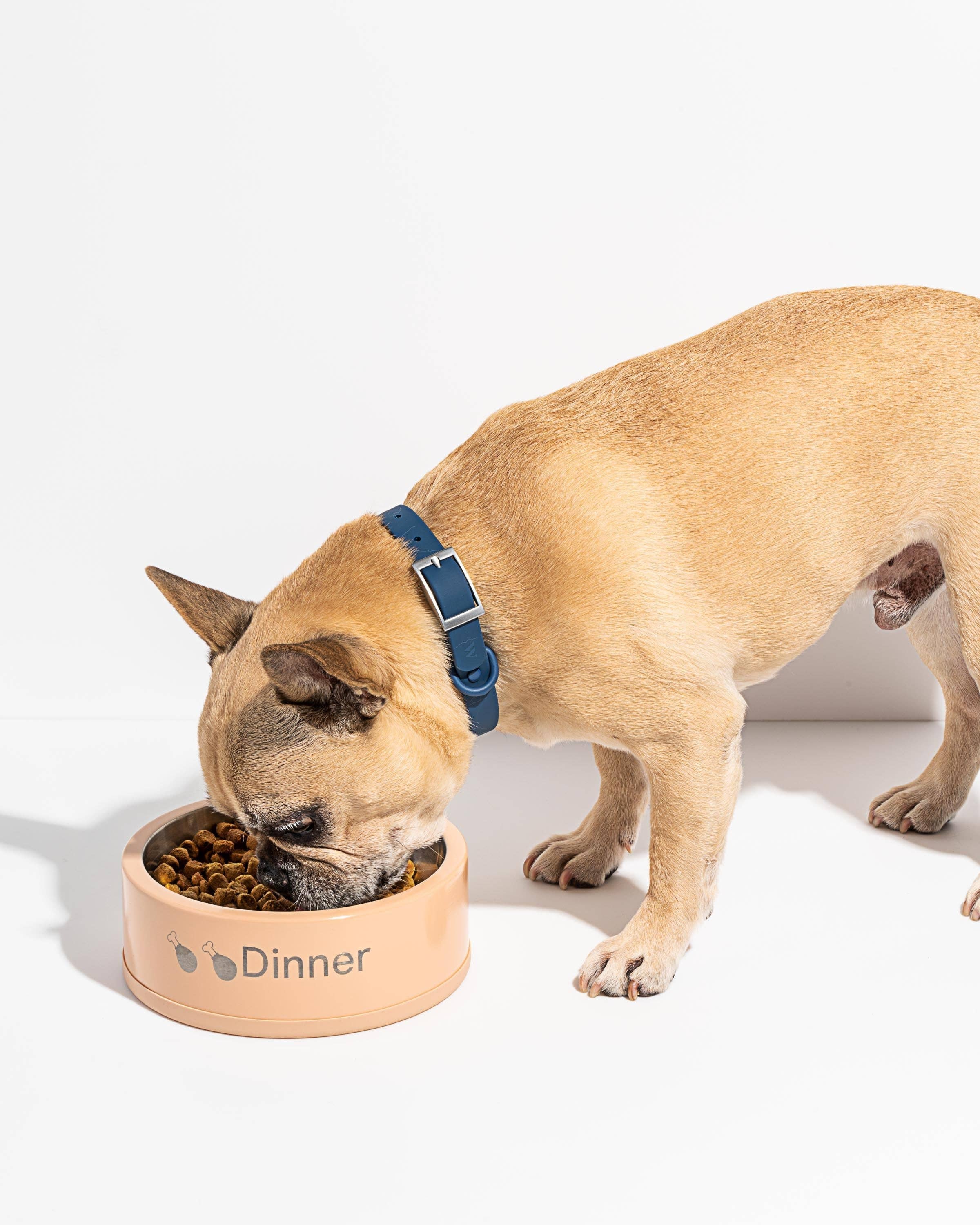 Dog Bowl by Wild One