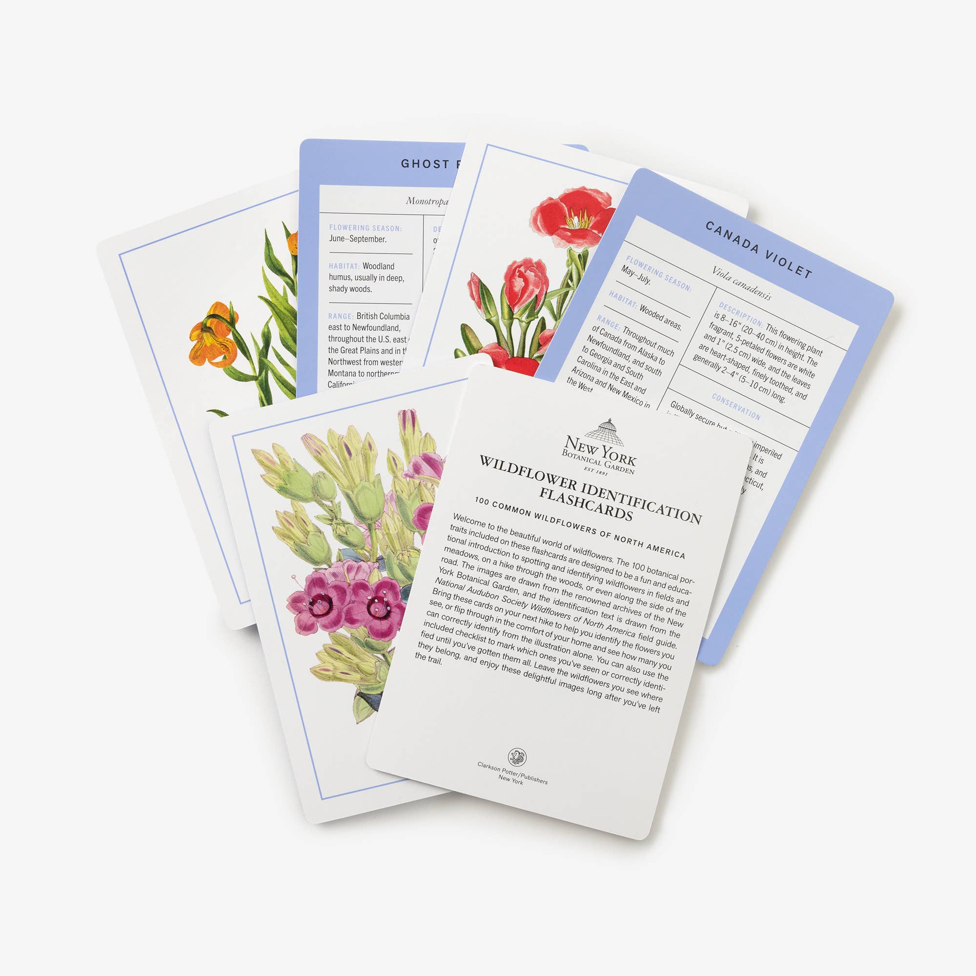 Wildflower ID Flashcards