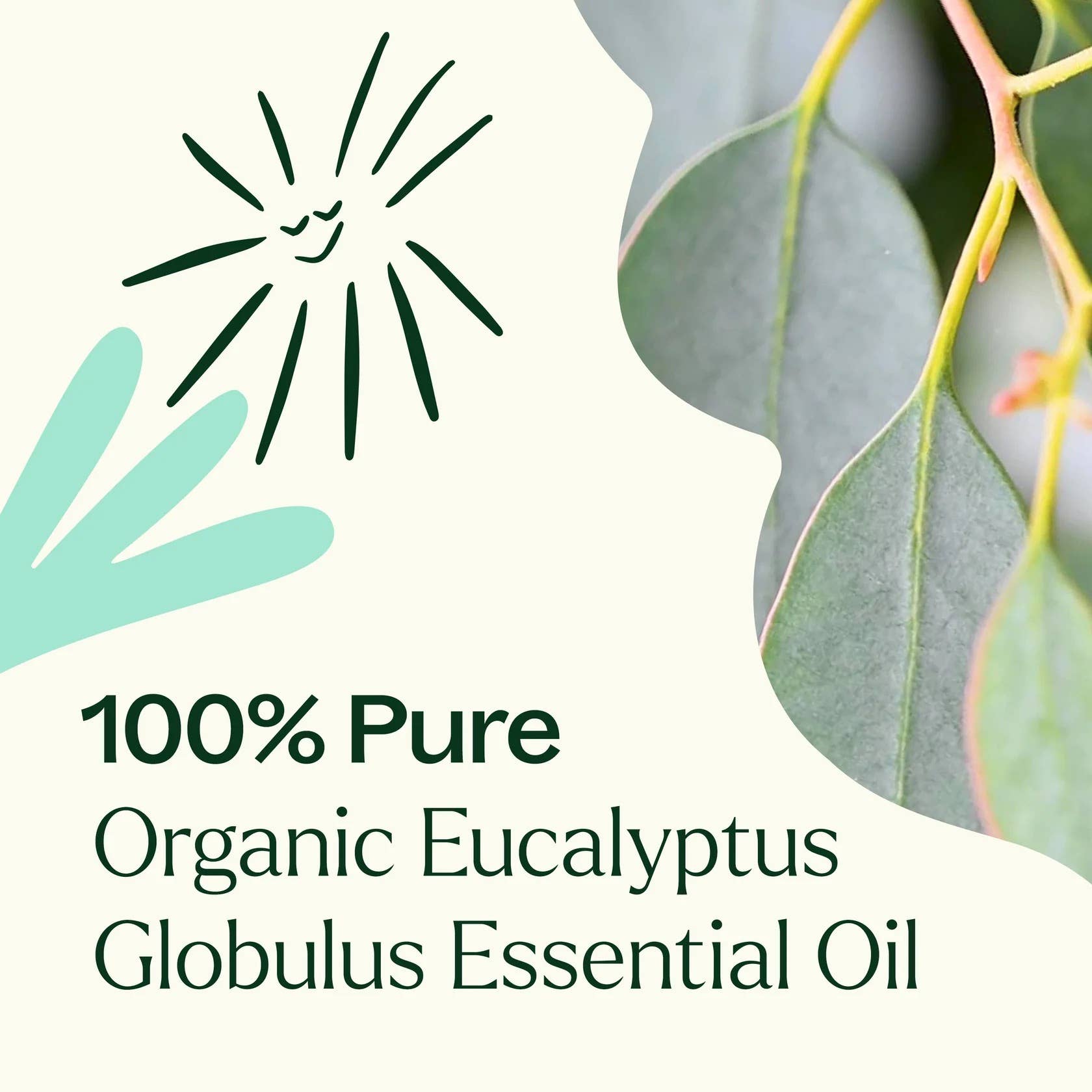 Organic Eucalyptus Globulus Essential Oil 10 mL by Plant Therapy