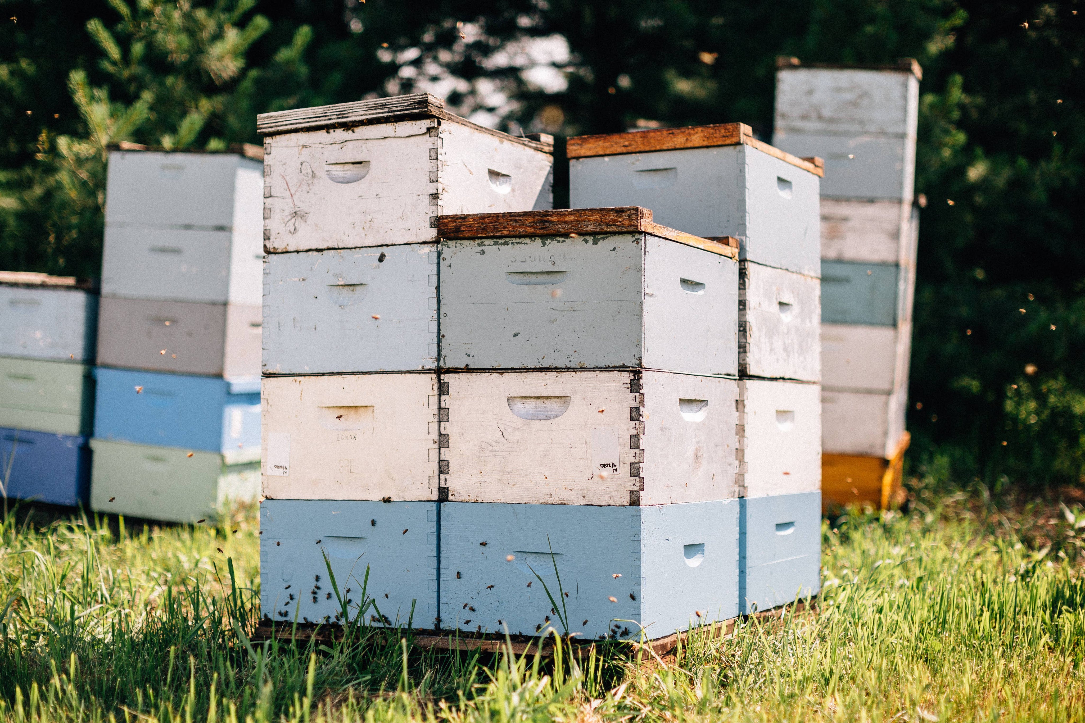 Forest Berry Honey by Bird and the Bees Honey
