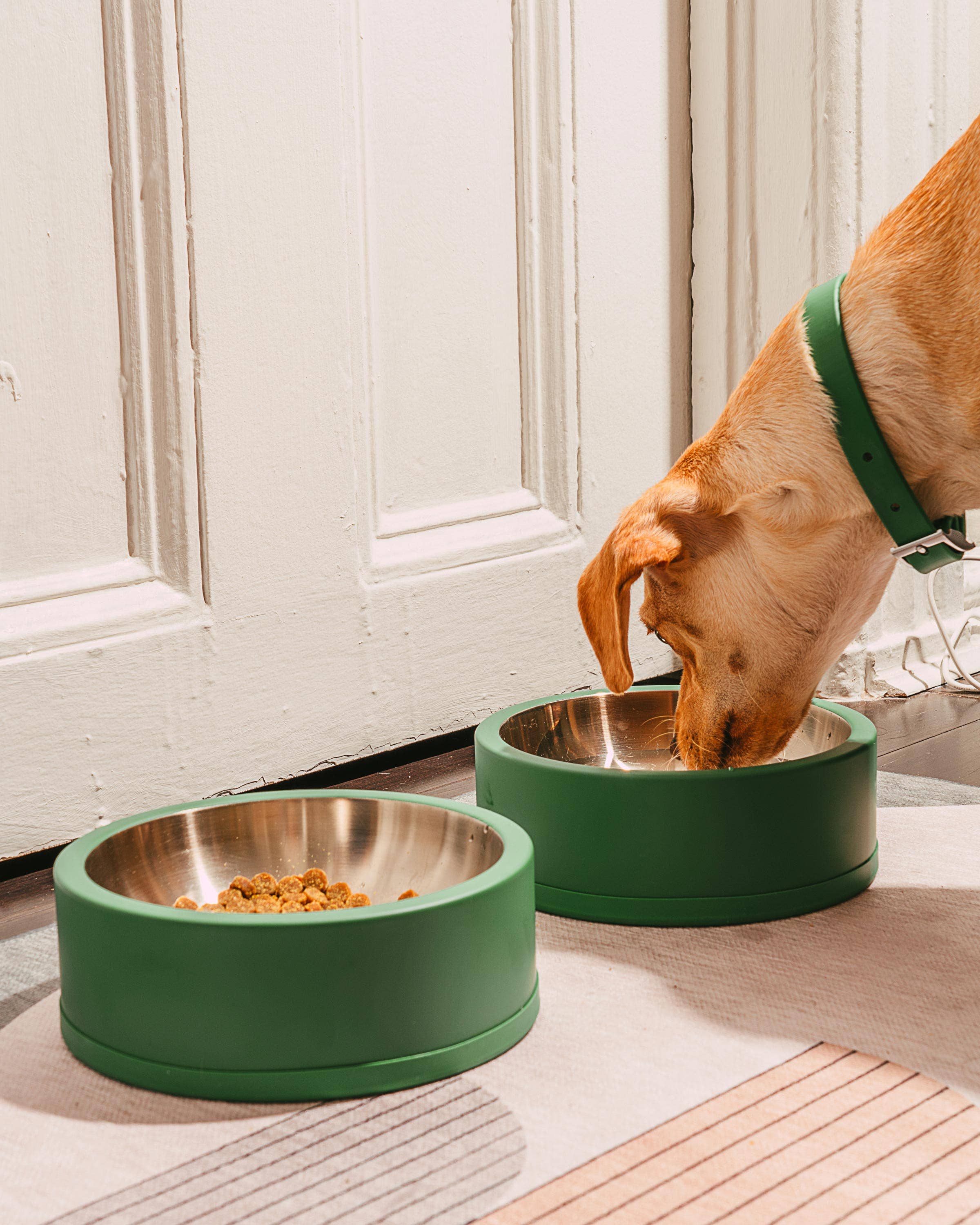 Dog Bowl by Wild One