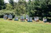 Wisconsin Wildflower Honey by Birds and the Bees Honey