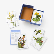 Wildflower ID Flashcards