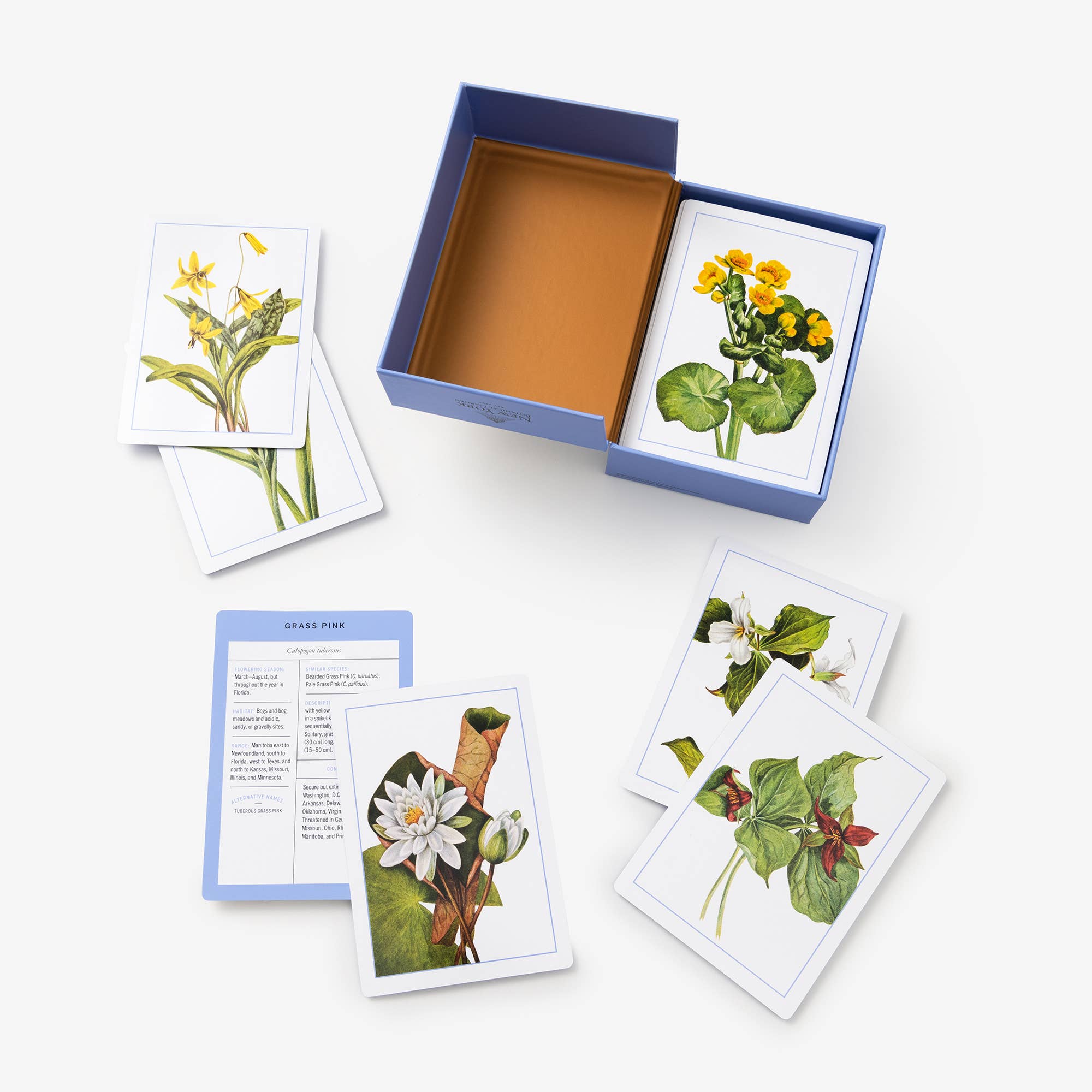 Wildflower ID Flashcards