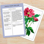 Wildflower ID Flashcards