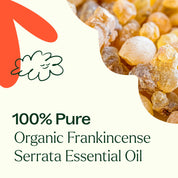 Organic Frankincense Serrata Essential Oil 10 mL by Plant Therapy