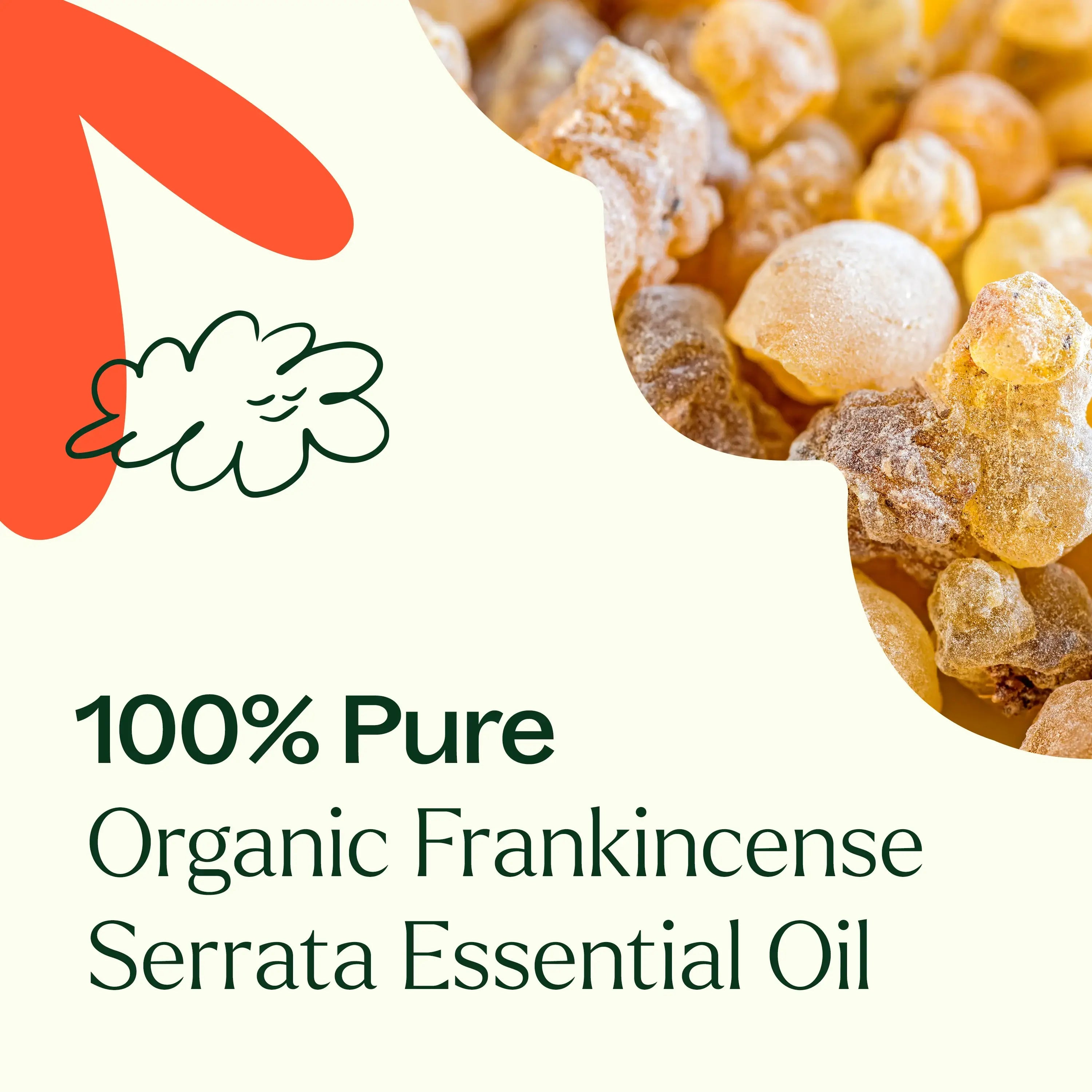 Organic Frankincense Serrata Essential Oil 10 mL by Plant Therapy