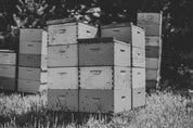 Buckwheat Honey by Bird and the Bees Honey
