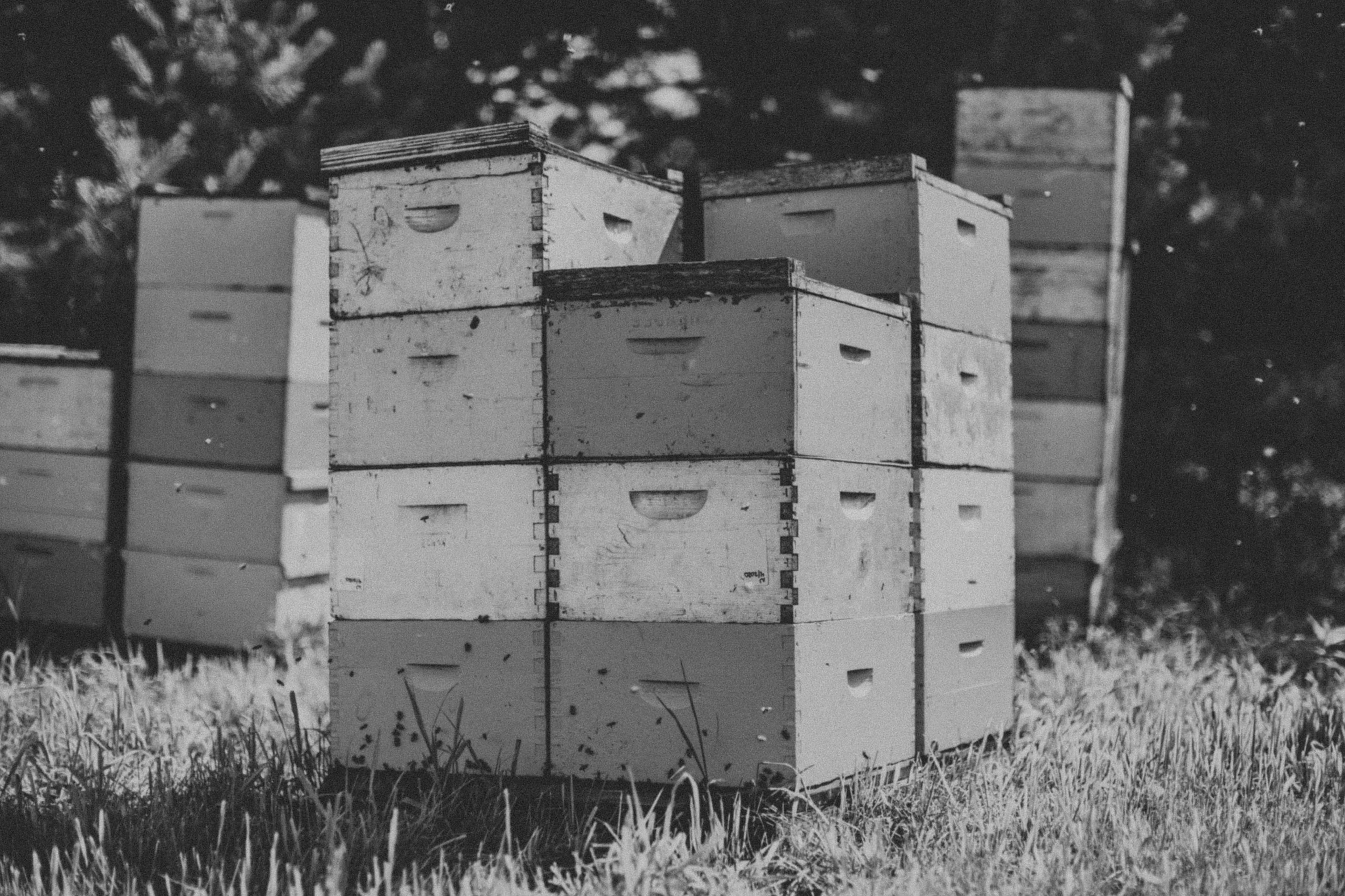 Buckwheat Honey by Bird and the Bees Honey