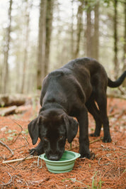 Collapsible Silicone Dog Bowl by Me Mother Earth
