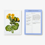Wildflower ID Flashcards
