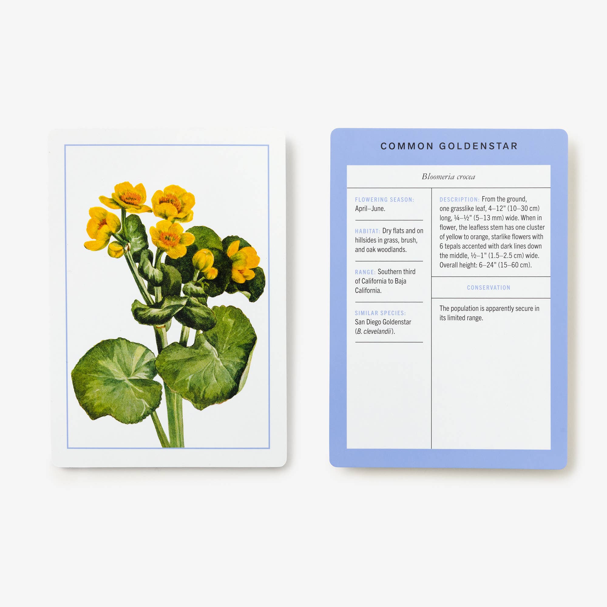 Wildflower ID Flashcards