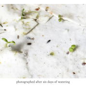 Calendula Plantable Wildflower Seed Card by Small Victories