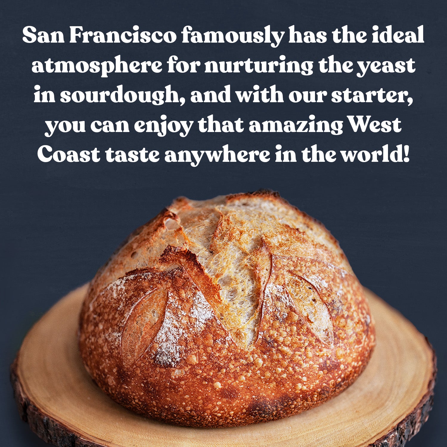 San Francisco Sourdough Starter Culture by Cultures for Health